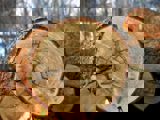 Image shows the end of a large log. 
