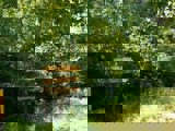 Image shows greenery. 