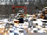 Image shows a large machine picking up logs. 
