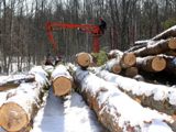 Image shows a large machine picking up logs. 