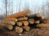 Image shows a pile of large logs. 