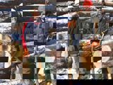 Image shows people standing in front of a large pile of logs. 