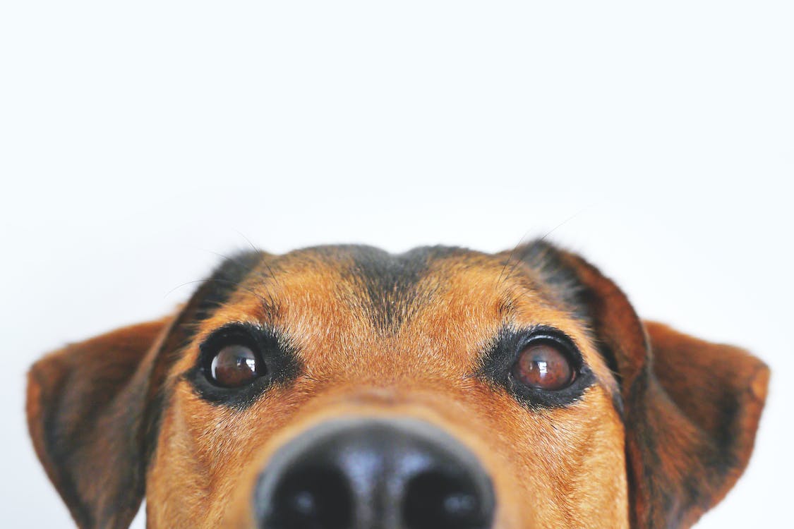 Image shows a close-up of a dog's face. 