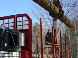 Image shows a large machine taking log off of a truck. 