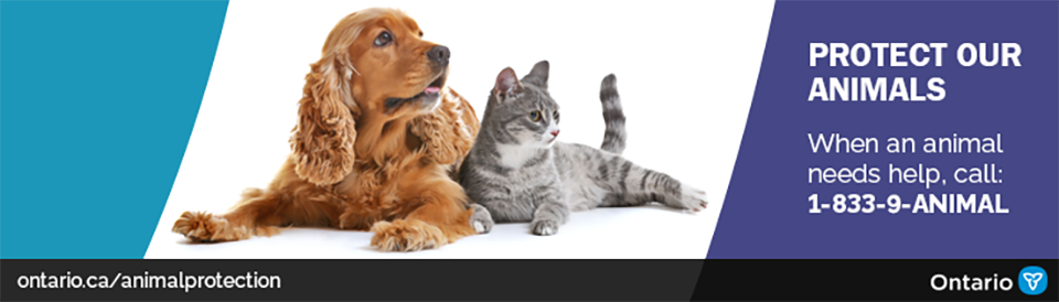 Image shows a dog and a cat with a heading reading Protect Our Animals.