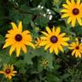 Image shows yellow flowers.